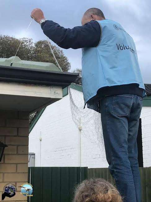 Man stepping on roof to retrieve injured bird