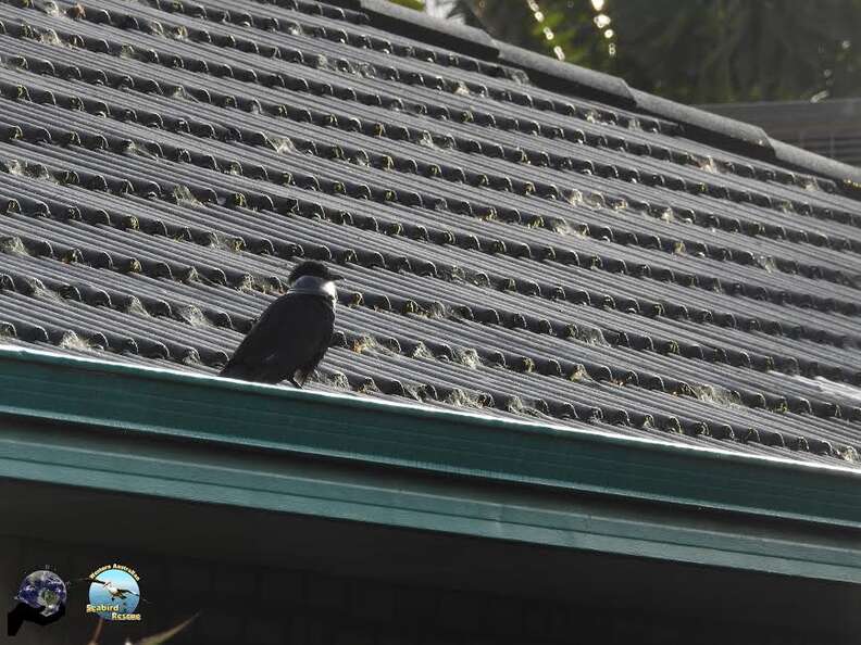 Raven with plastic lid around head sitting on roof