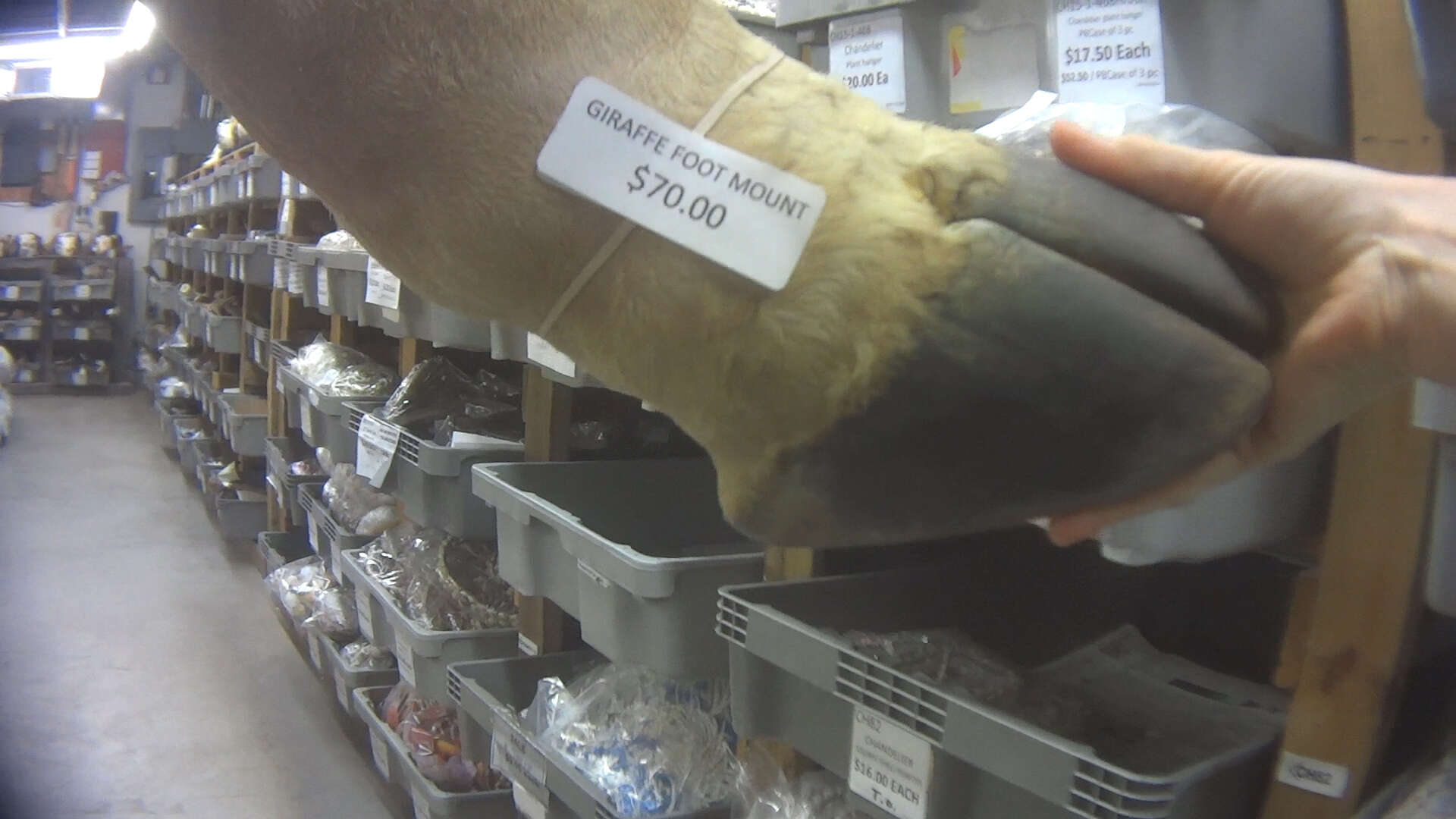 A giraffe foot for sale