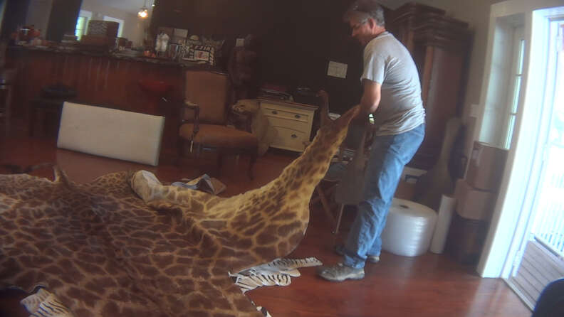Man laying out giraffe skin