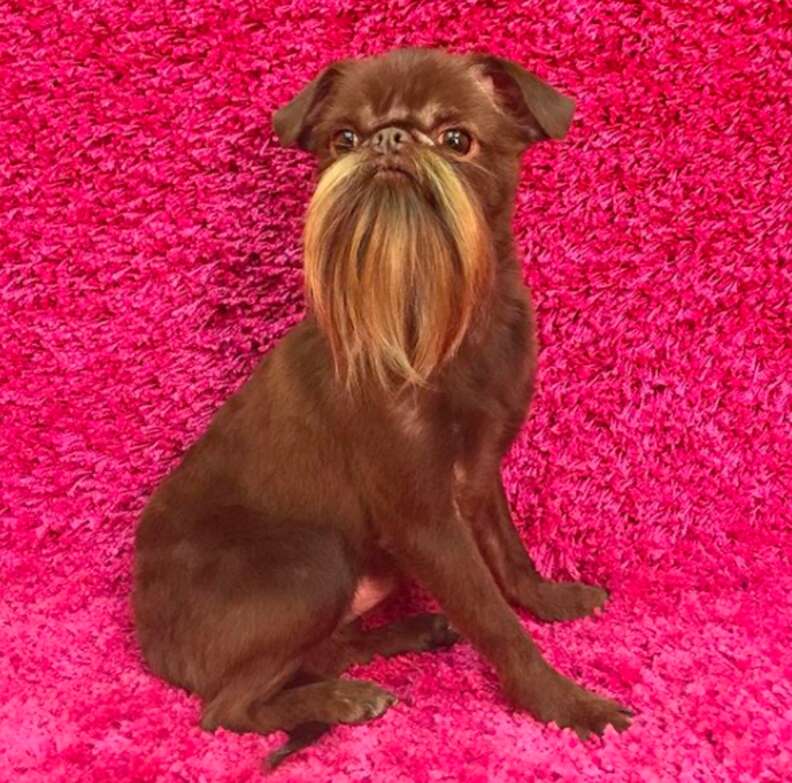 Dogs online with goatees