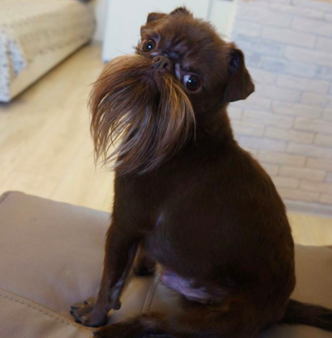 Dog’s Beard Makes Him Look Like An Old Man The Dodo