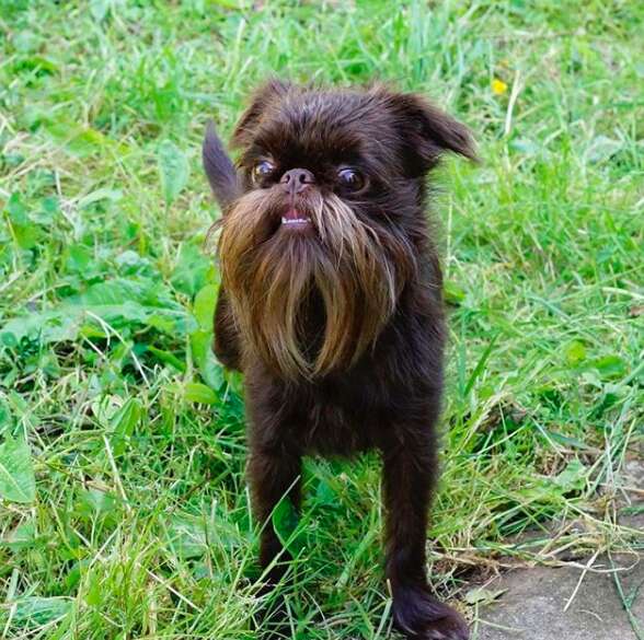 beard dog