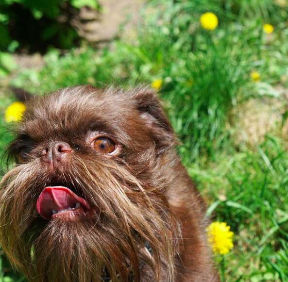 beard dog