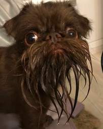 beard dog