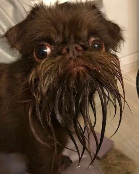beard dog