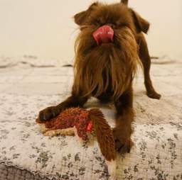 beard dog