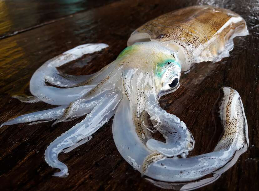 Beached Giant Squid
