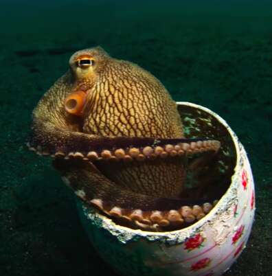 Wild octopus makes home out of a trashed soap dish