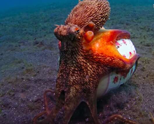 Heartbreaking Photos Show Octopus Living In Plastic Soap Dish - The Dodo