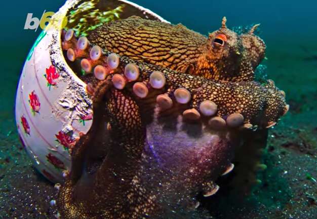 Wild octopus makes home out of a trashed soap dish