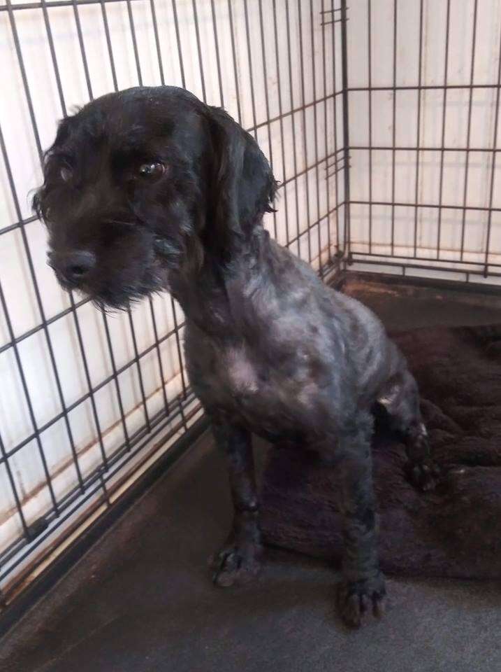 Dog with shaved fur sitting in kennel