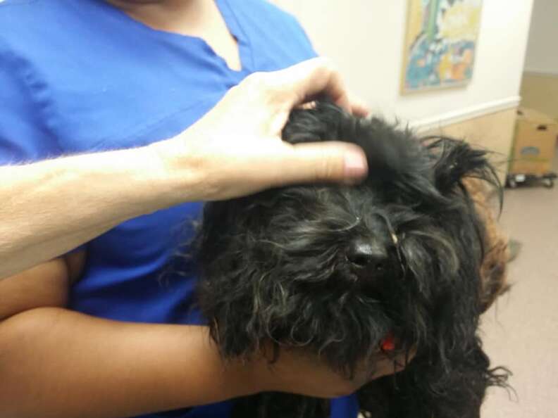 Dog being held by vet techs