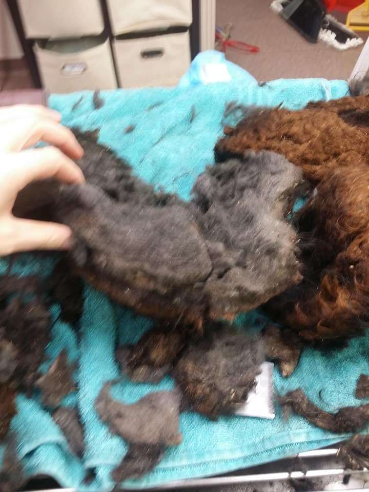 Fur removed from matted dog