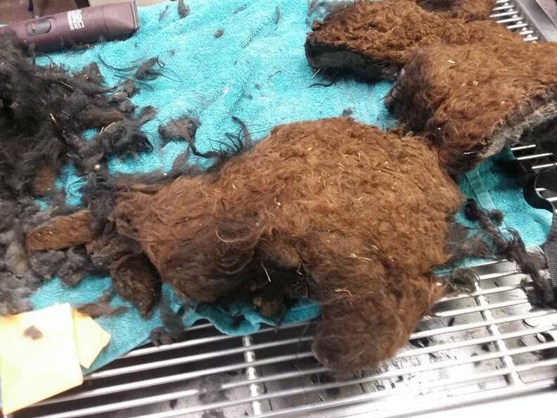Fur removed from rescued dog