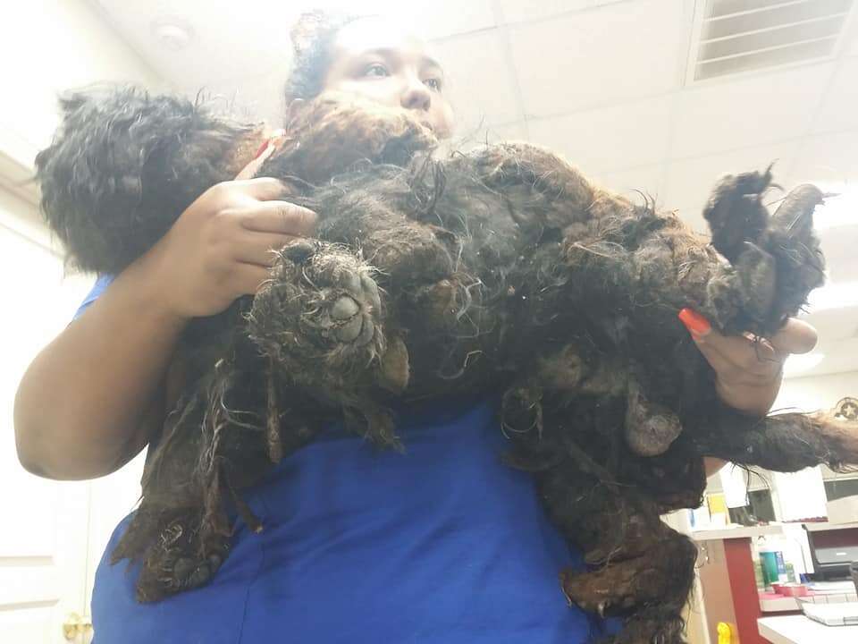 Vet tech holding matted dog in her arms