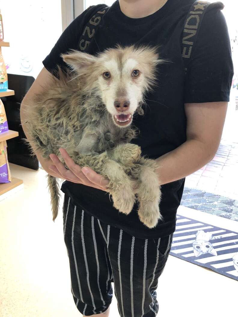 husky rescue china