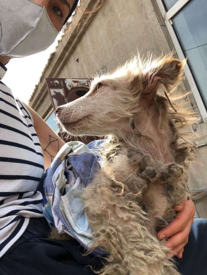 Matted Husky Makes Amazing Rescue Transformation - The Dodo