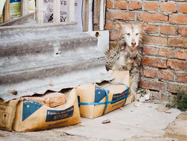 dog rescue china