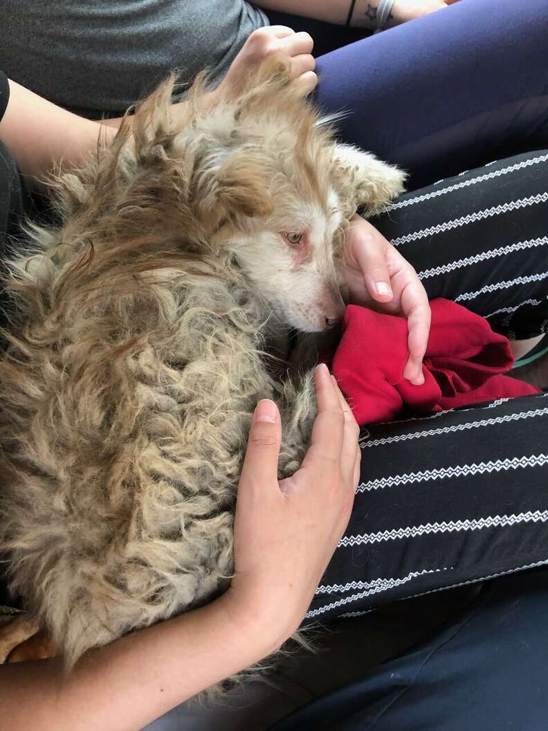 dog rescue husky china