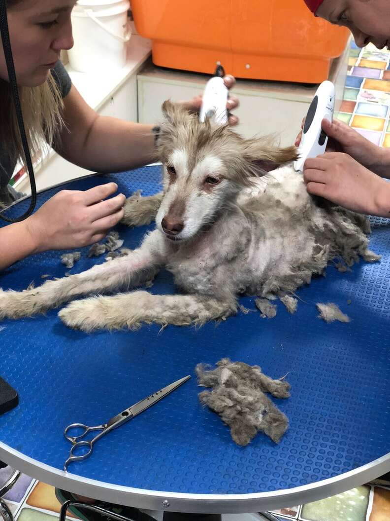 dog rescue china husky