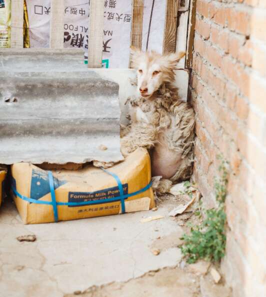 rescue dog husky china