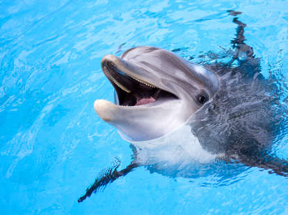horny dolphin