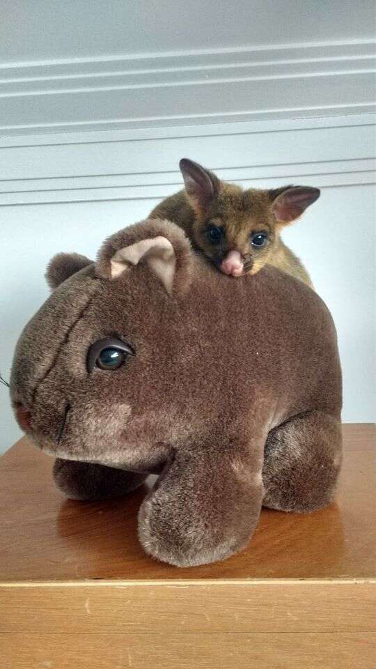 Possum sitting on top of stuffed wombat