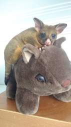 Possum sitting on top of wombat toy