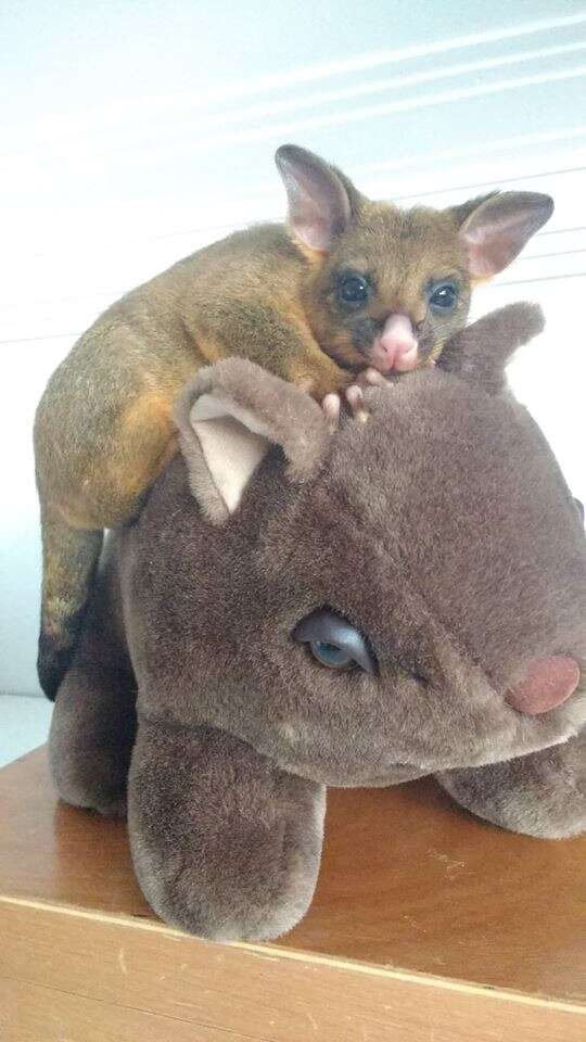 Possum sitting on top of wombat toy