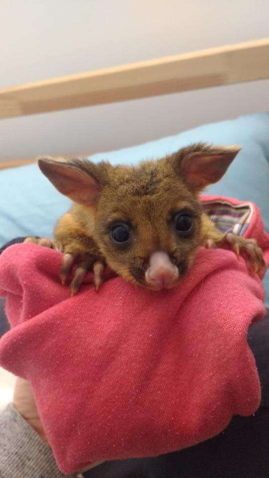 Rescue baby possum sitting on top of blanket