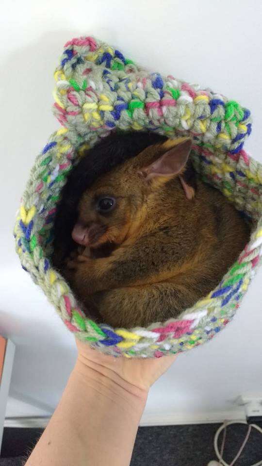 Rescued baby possum snuggled up in pouch