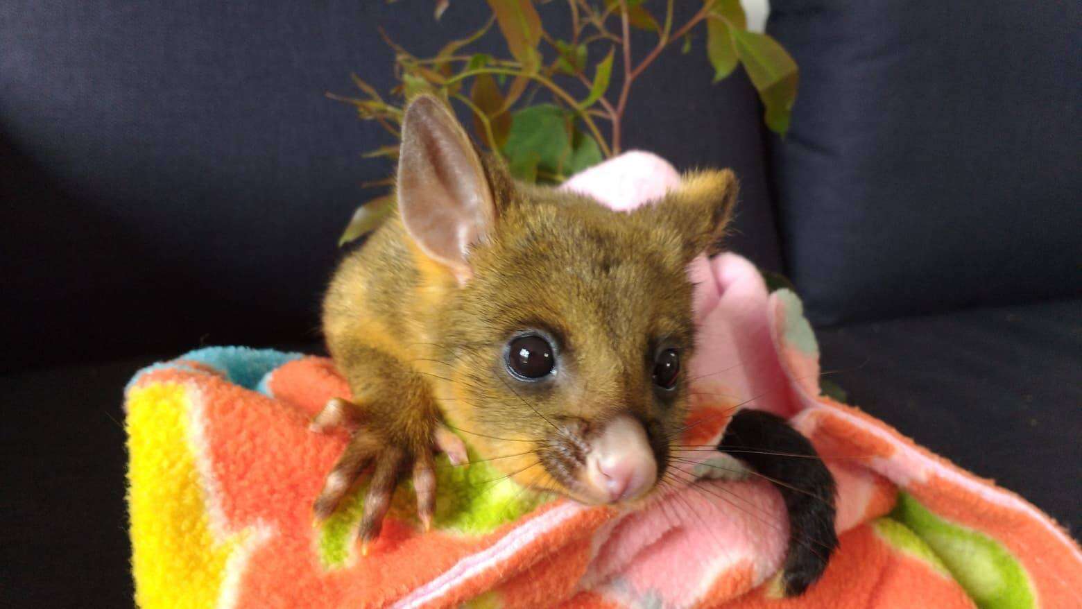 Rescued baby possum sitting on blanket