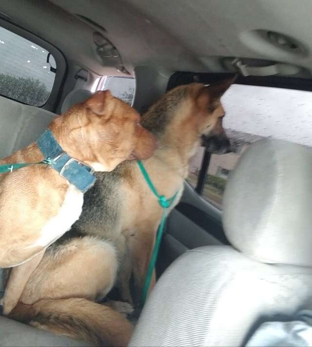 German shepherd and pit bull in their rescuer's car