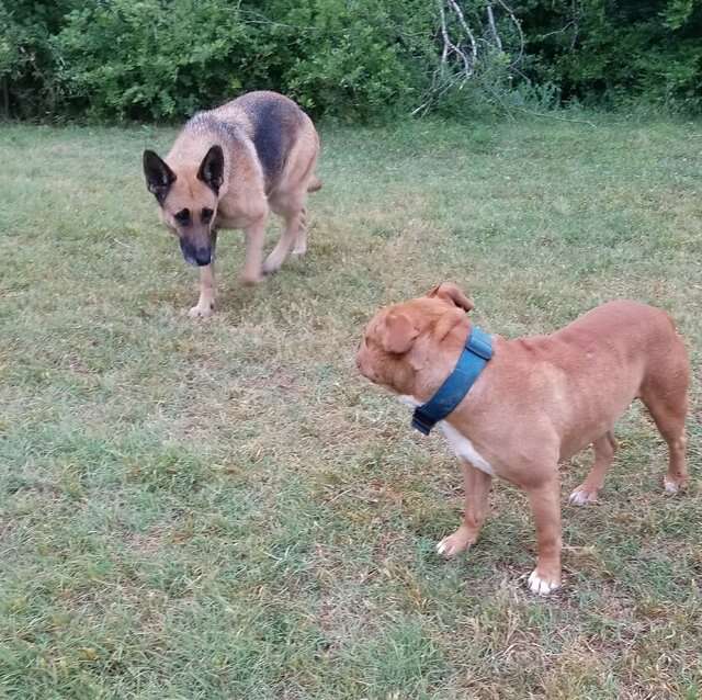 Homeless pit bull and German shepherd who lived in woods in Fort Worth, Texas