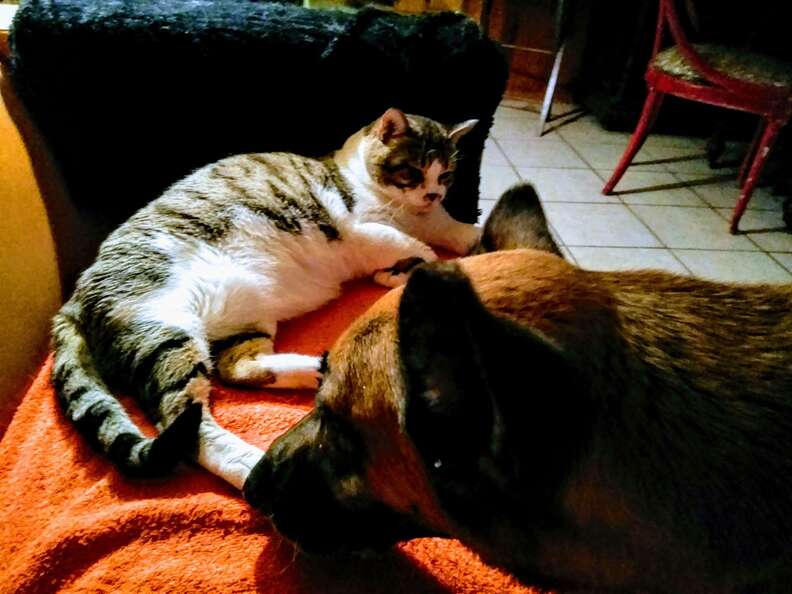 German shepherd meeting cat at foster home