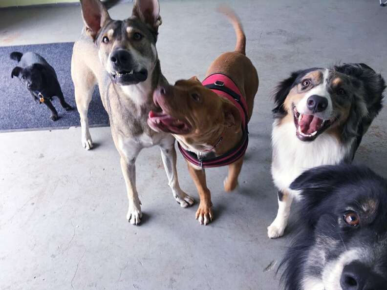 Rescued pit bull with his foster brothers