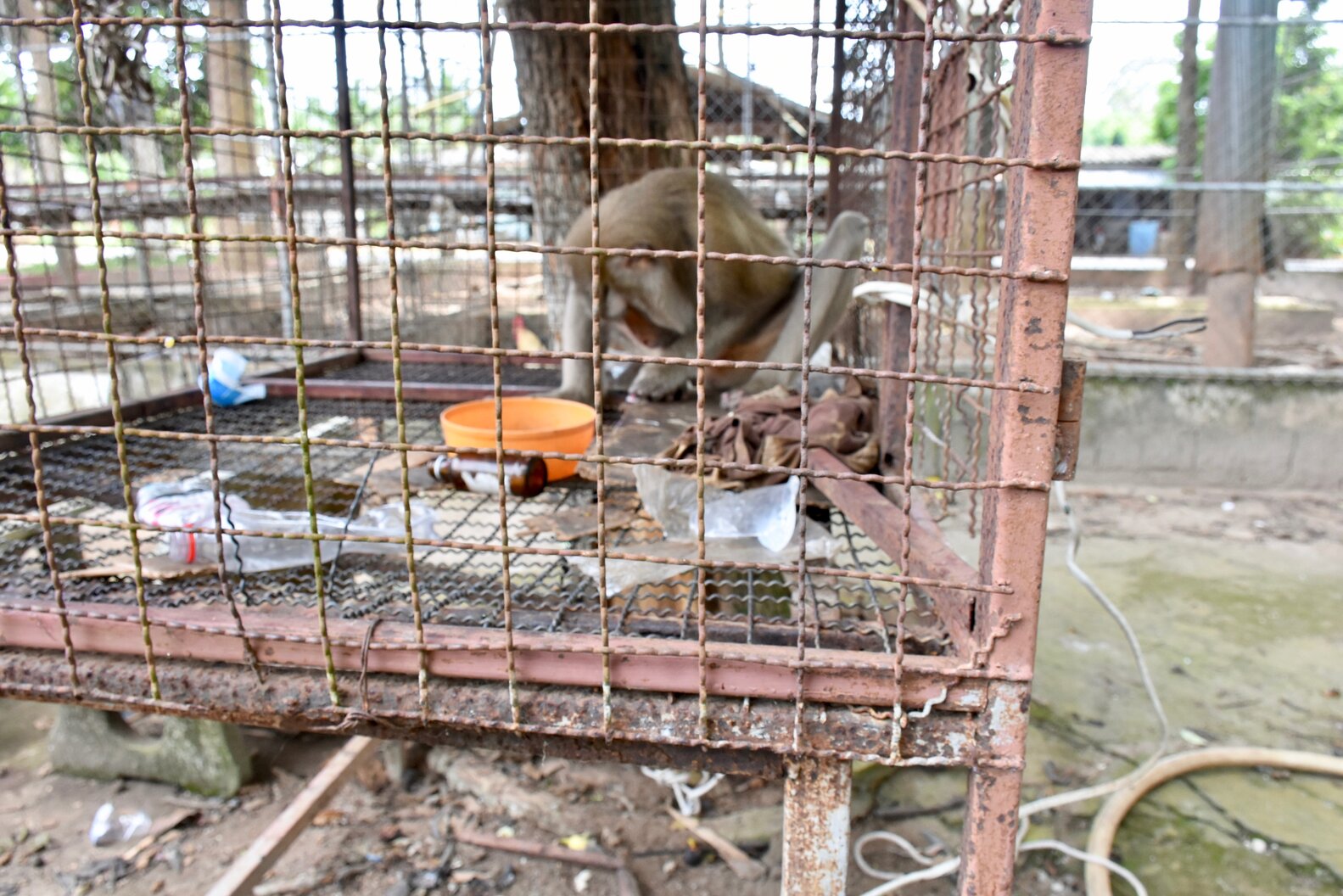 Caged Monkey Holds Rescuer’s Hand After Being Alone For 7 Years - The Dodo