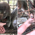 monkey rescue thailand
