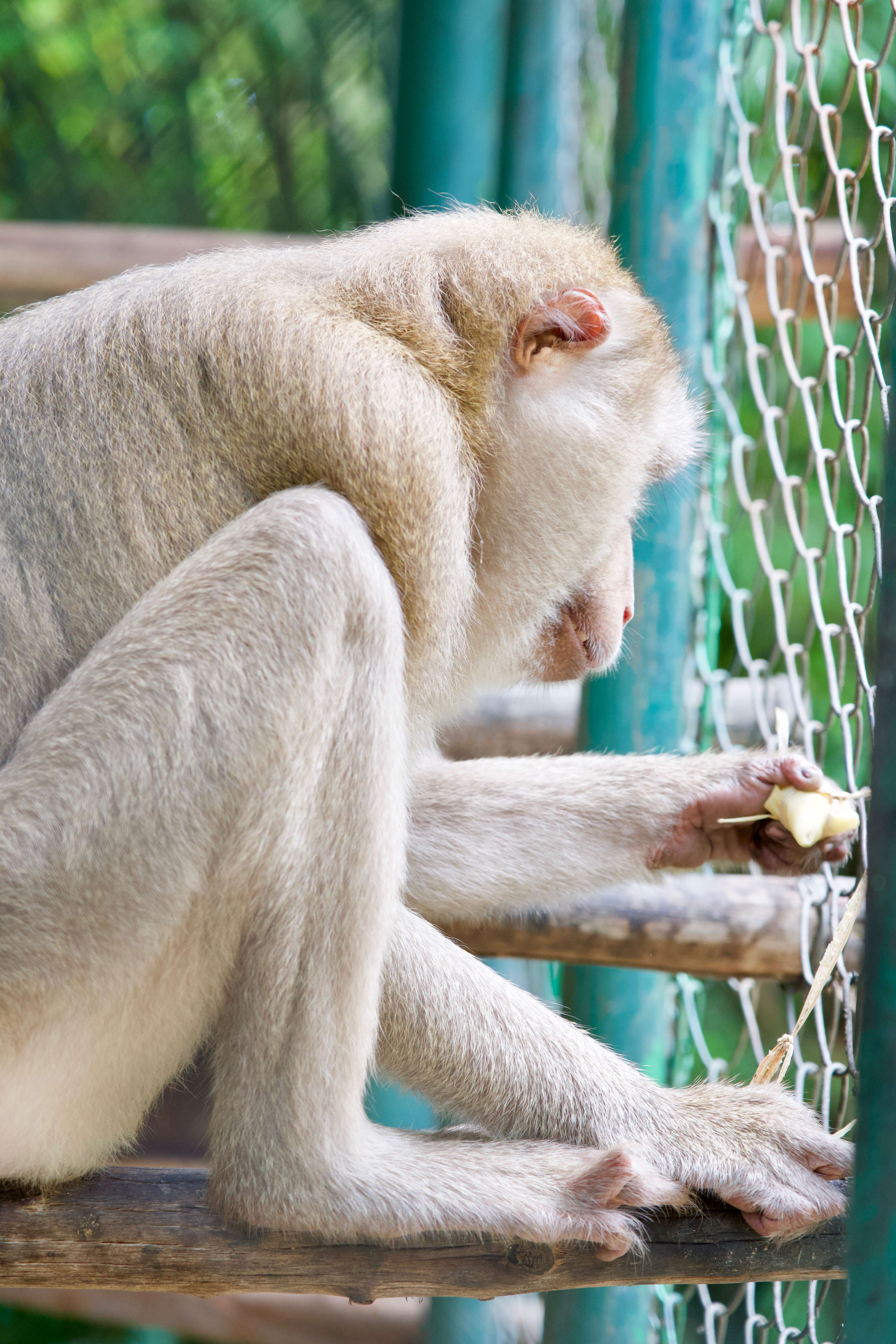 monkey rescue thailand