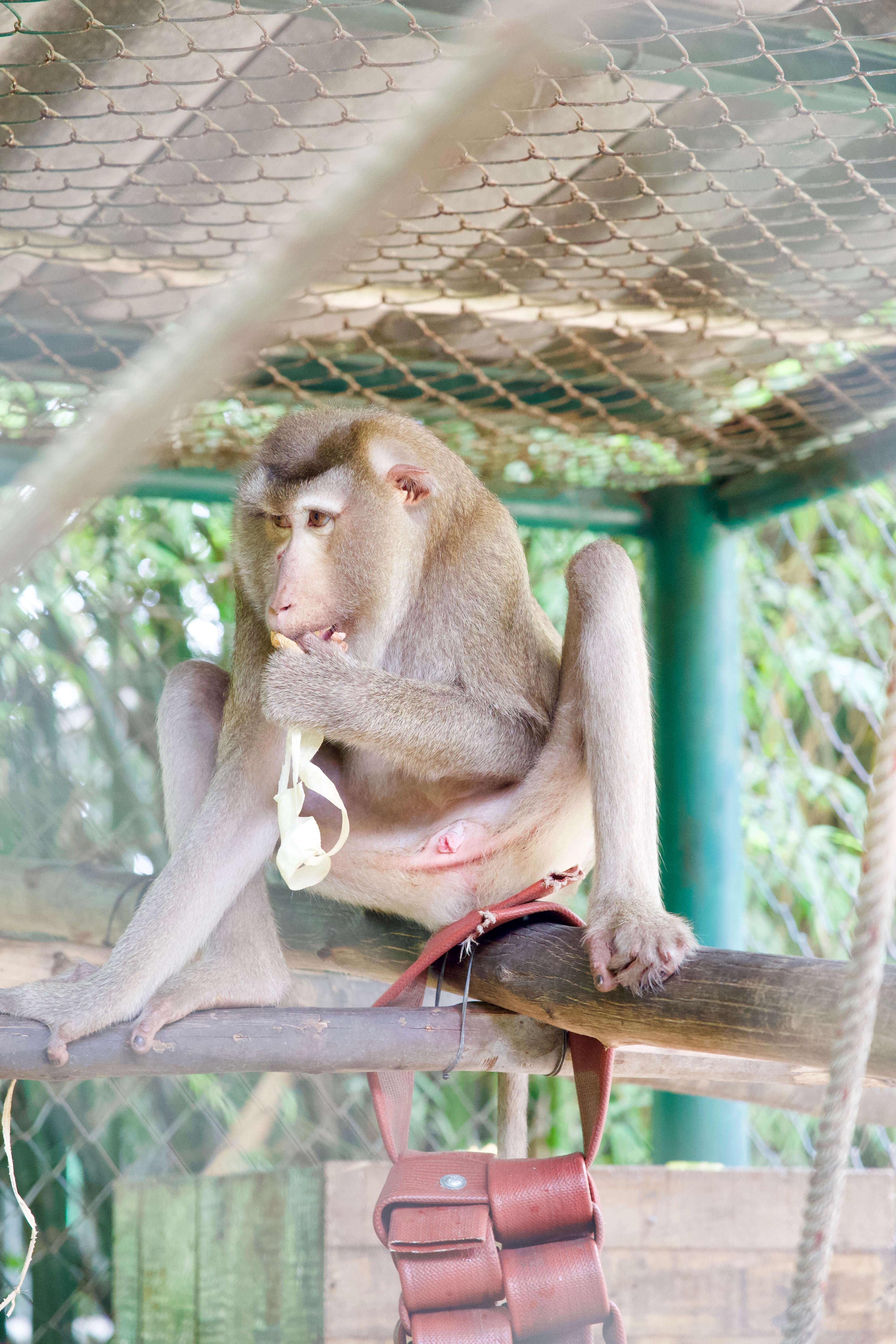 monkey rescue thailand