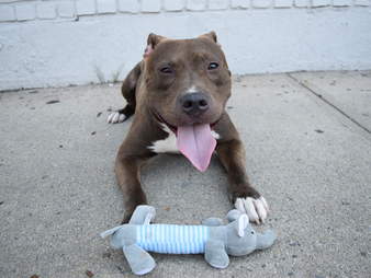 pit bull rescue new york