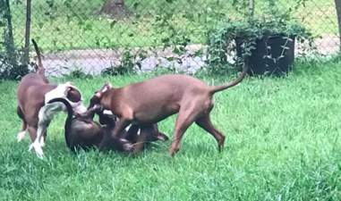 dog rescue pit bull