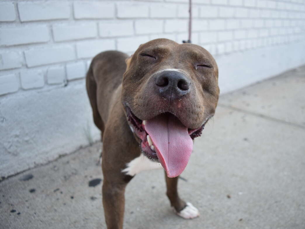 pit bull rescue new york