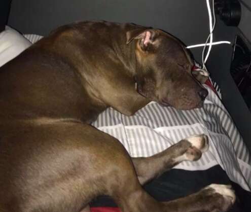 dog rescue pit bull new york