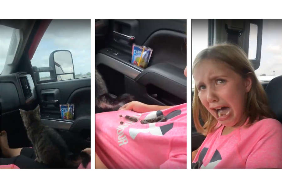 Girl's New Cat Poops on Her as Soon as They Get in the Car Thrillist