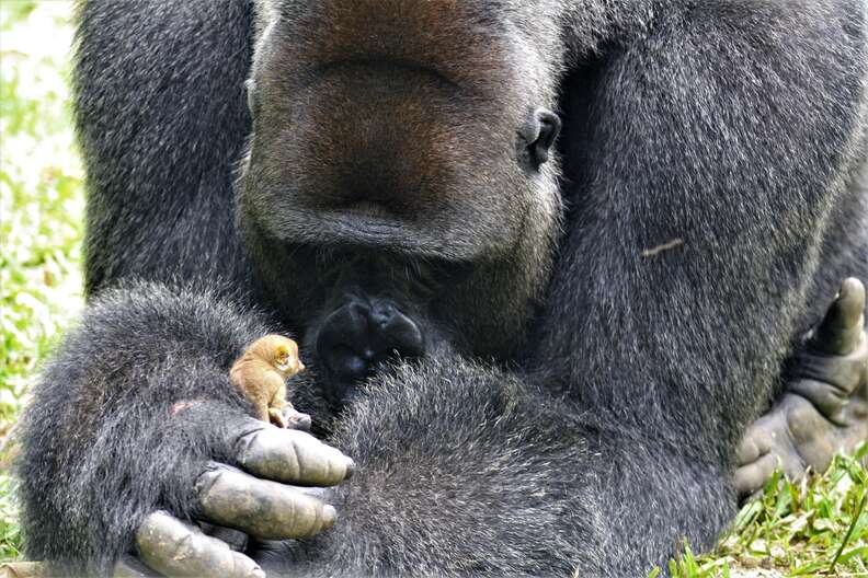 Rescued silverback gorilla playing with wild bushbaby in Cameroon