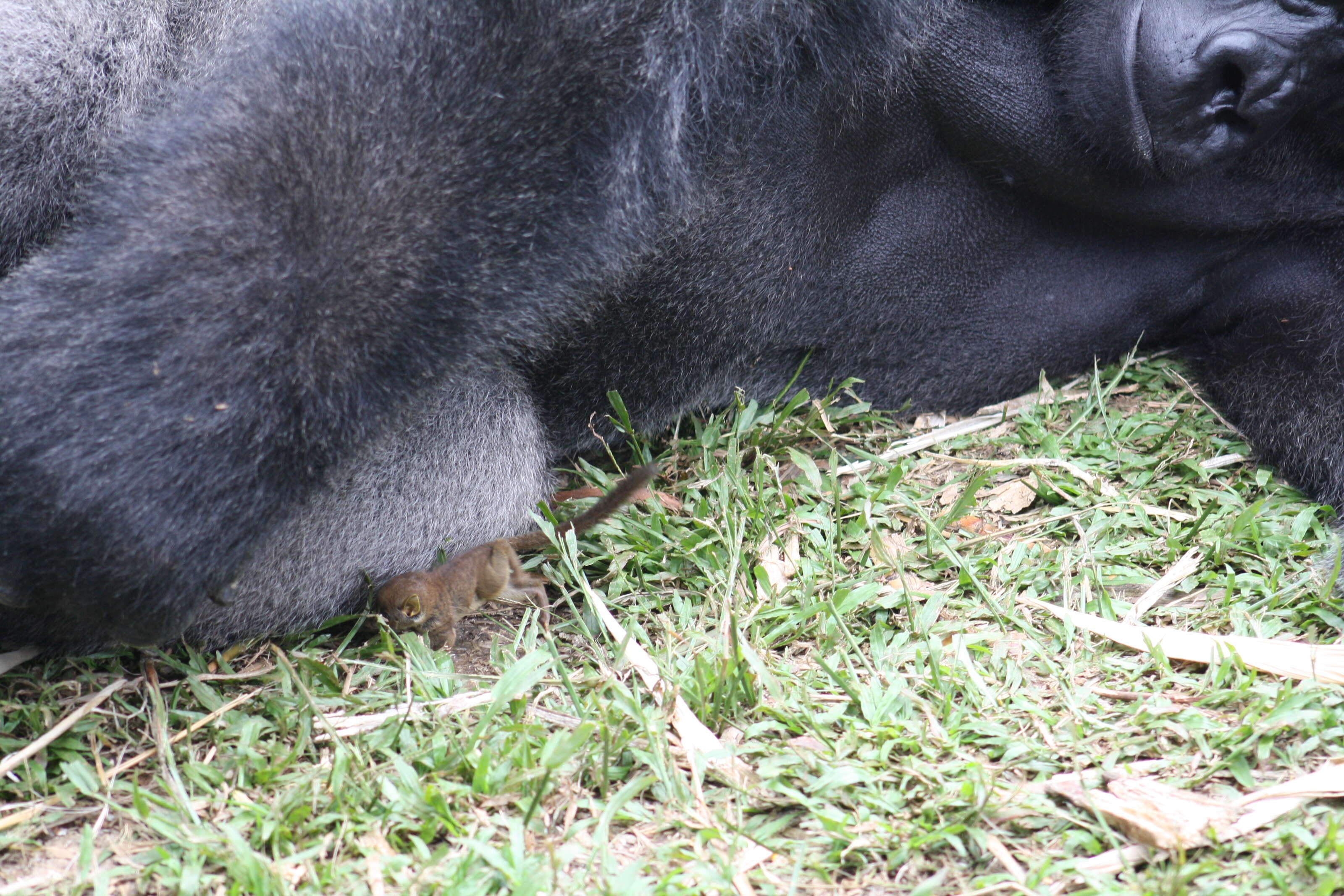 Huge Gorilla And Tiny Wild Bush Baby Share Adorable Moment - The Dodo