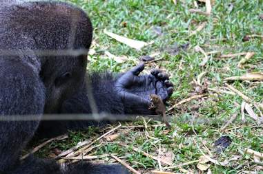 Rescued silverback gorilla playing with wild bushbaby in Cameroon