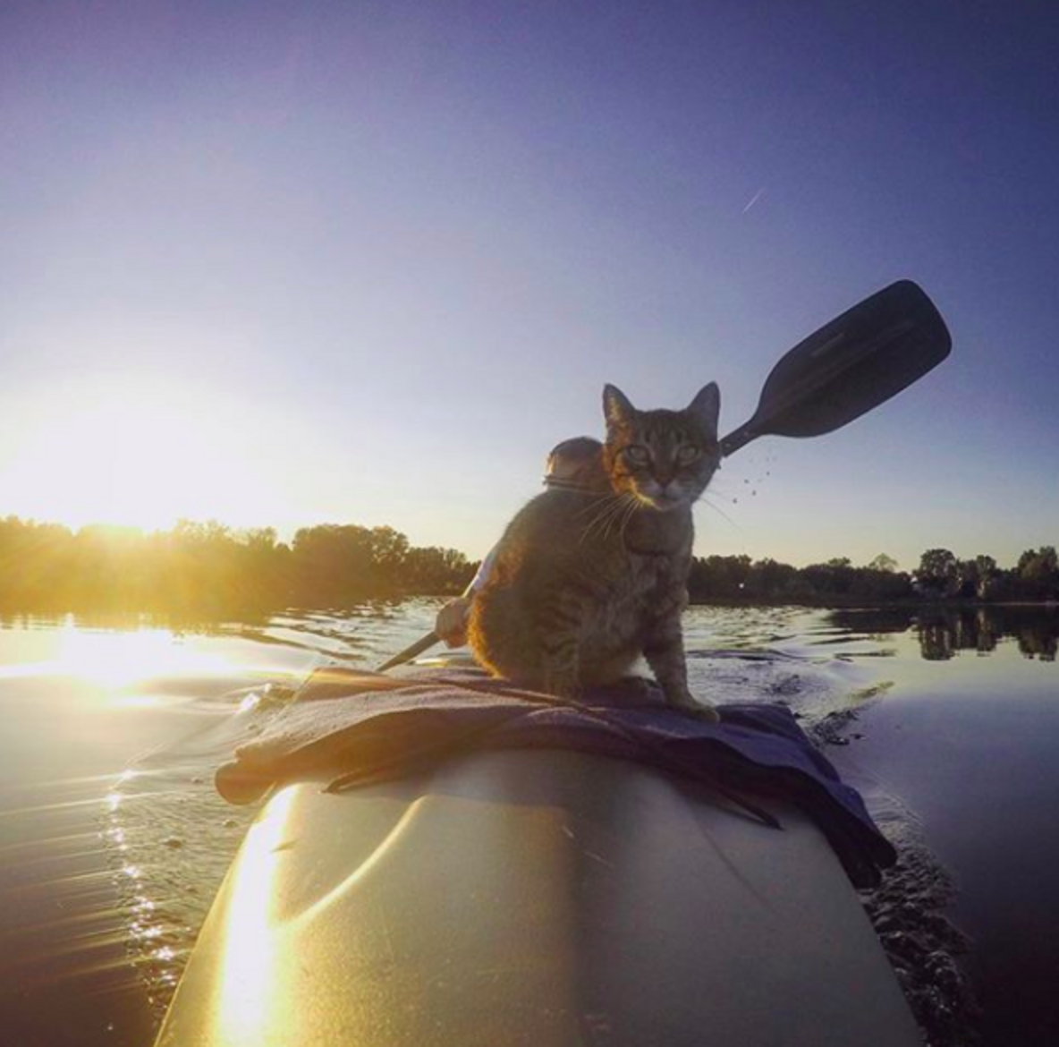Rescue Cat Absolutely Loves Kayaking With Her Dad - The Dodo